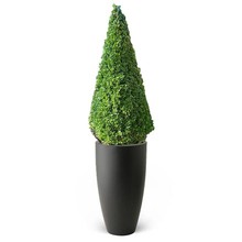 Elho Buxus sempervirens In Pure Antraciet