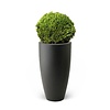 Buxus Bol In Pure Antraciet
