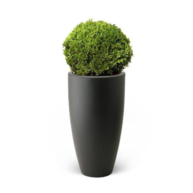 Buxus Bol In Pure Antraciet