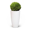 Buxus Bol In Pure