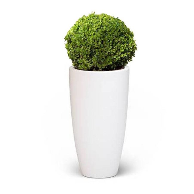 Buxus Bol In Pure