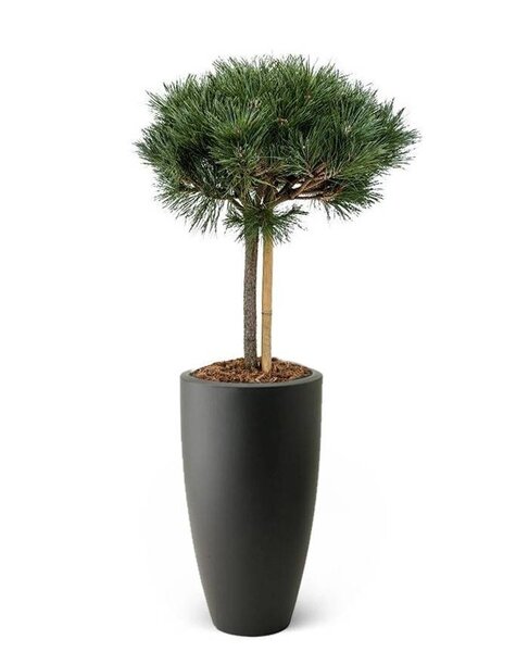 Elho Pinus nigra In Elho Pure Antraciet