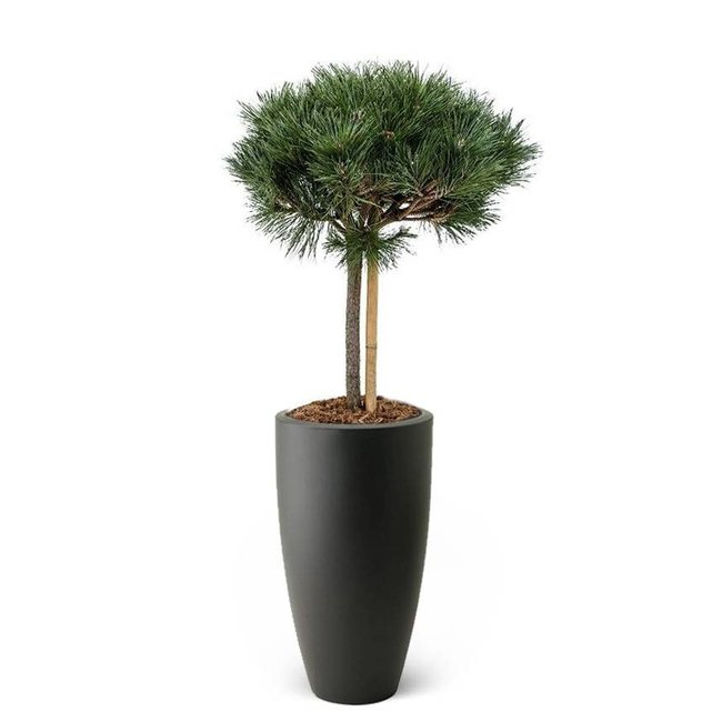 Pinus nigra In Elho Pure Antraciet