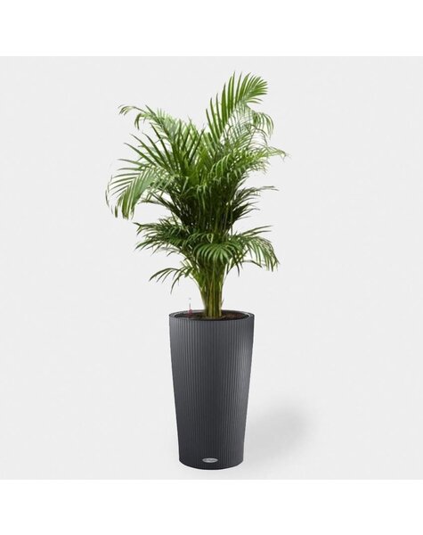 Lechuza Goudpalm in Zelfwatergevende pot