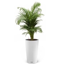 Lechuza Goudpalm in Zelfwatergevende pot