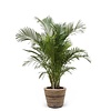 Goudpalm Areca in Rattan Pot