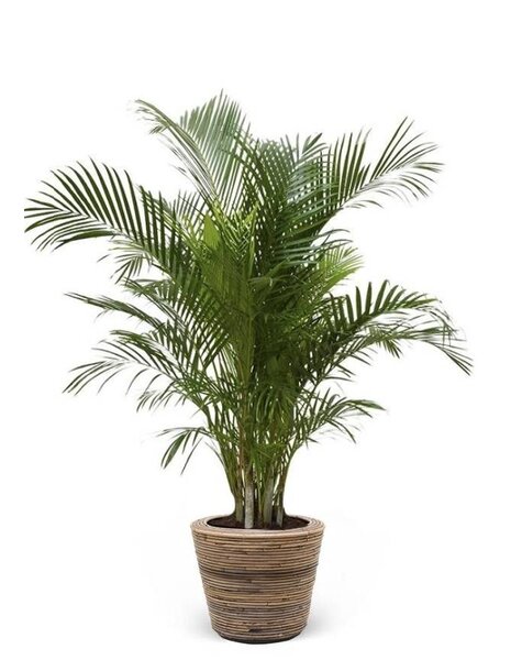 Goudpalm Areca in Rattan Pot