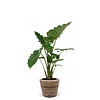 Alocasia in Rattan Pot