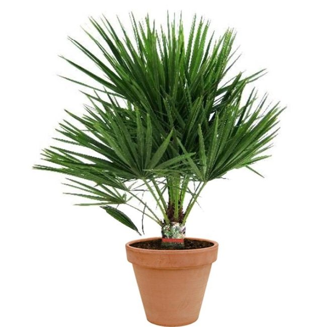 Chamaerops Humilis XL in TerraCotta