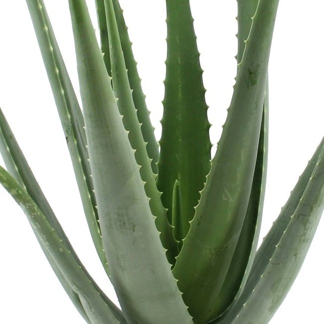 Aloe Vera plant in Elho