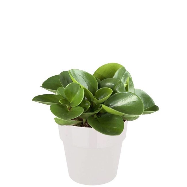 Peperomia dwergpeper in Elho