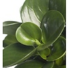 Peperomia dwergpeper in Elho