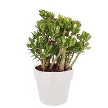 Vetplant ´Coral Shape´ in Elho