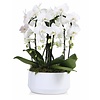 Orchidee Diamand 6 Tak 'Crown' Wit