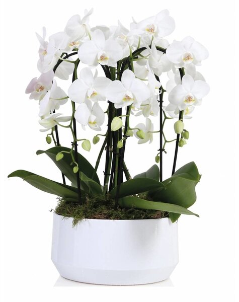 Orchidee Diamand 6 Tak 'Crown' Wit