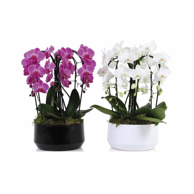 Orchidee Diamand 6 Tak 'Crown' Wit