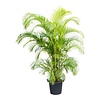 Goudpalm Areca KingSize