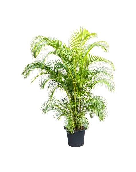 Goudpalm Areca KingSize