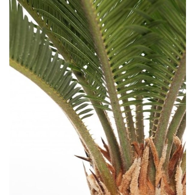 Cycas Revoluta XXL