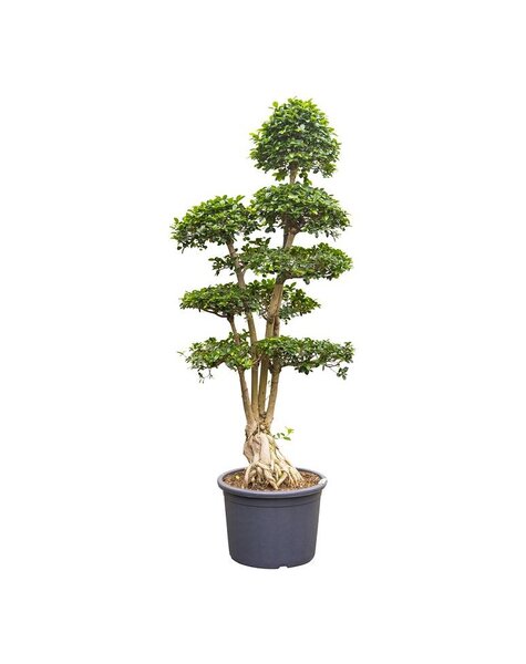 Ficus Microcarpa KingSize