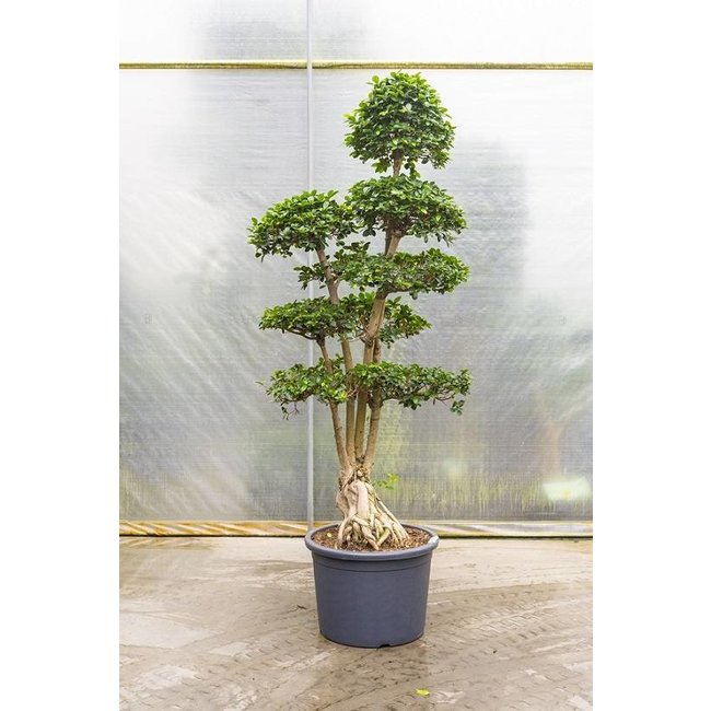 Ficus Microcarpa KingSize