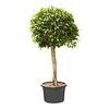 Ficus nitida M KingSize