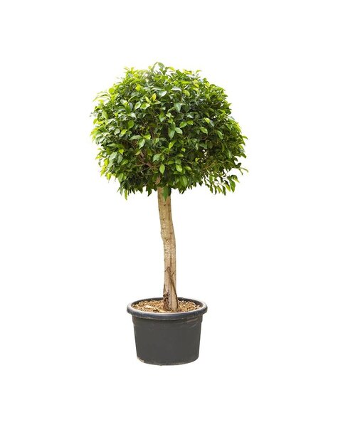 Ficus nitida M KingSize