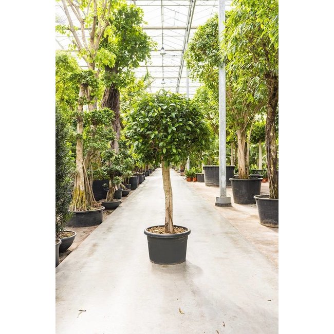 Ficus nitida M KingSize