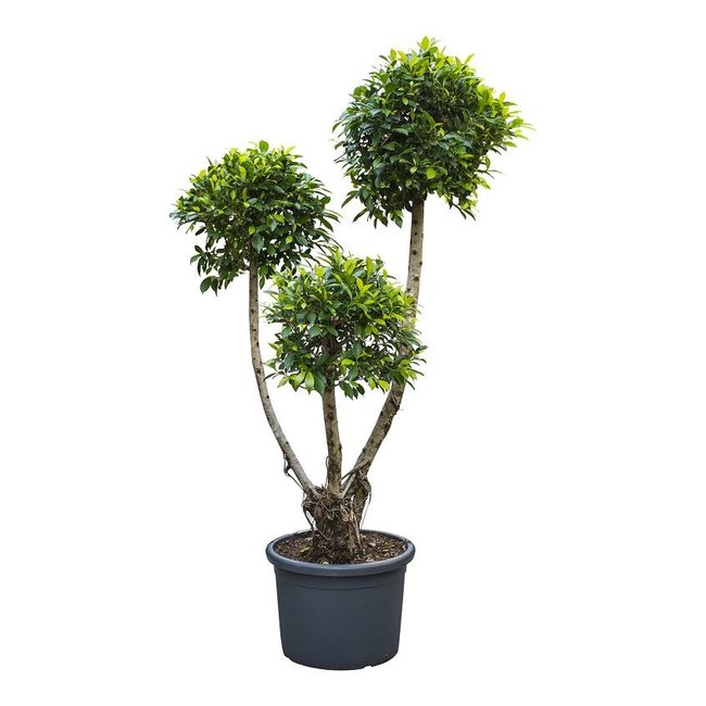 Ficus nitida S KingSize