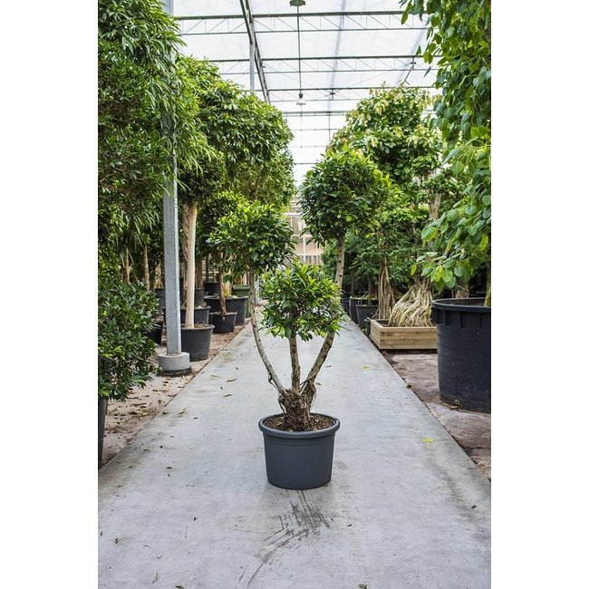 Ficus nitida S KingSize