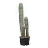 Cactus Pachycereus KingSize