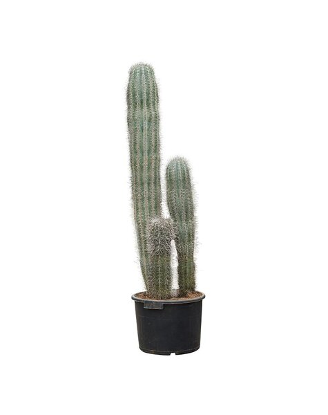 Cactus Pachycereus KingSize