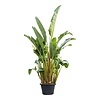 Strelitzia Nicolai KingSize