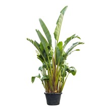 Strelitzia Nicolai KingSize