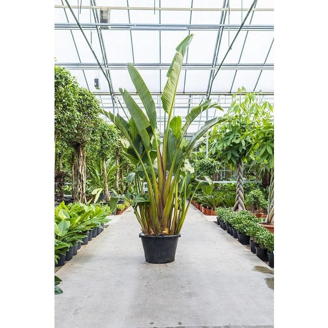 Strelitzia Nicolai KingSize