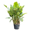 Strelitzia Nicolai M KingSize