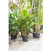 Strelitzia Nicolai M KingSize