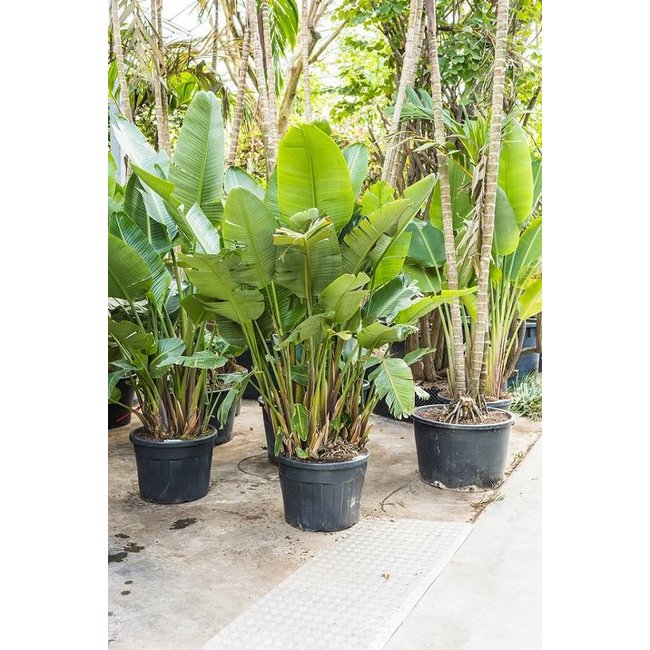 Strelitzia Nicolai M KingSize