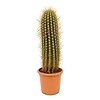 Cactus Trichocereus KingSize