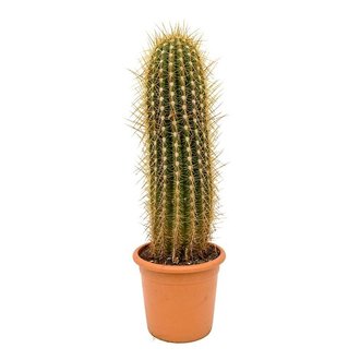 Cactus Trichocereus KingSize | - Fleurdirect