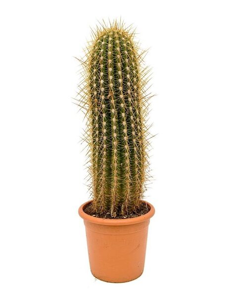 Cactus Trichocereus KingSize
