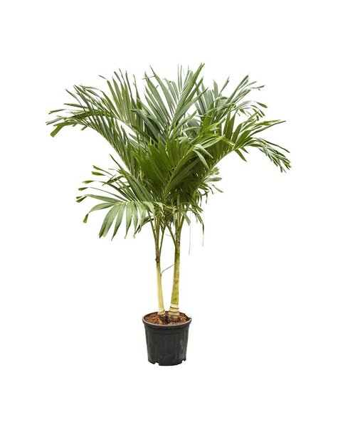 Veitchia (palm) KingSize
