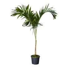 Veitchia (palm) L KingSize