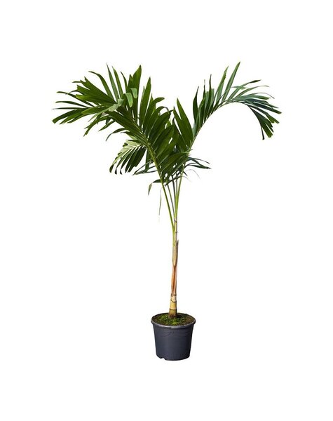 Veitchia (palm) L KingSize