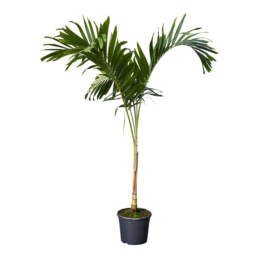Veitchia (palm) KingSize | Uitstekende - Fleurdirect