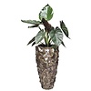 Alocasia in Schelpen Pot Exclusive