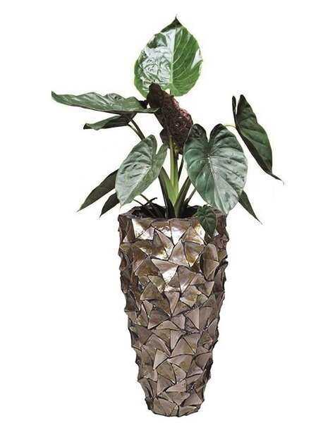 Alocasia in Schelpen Pot Exclusive