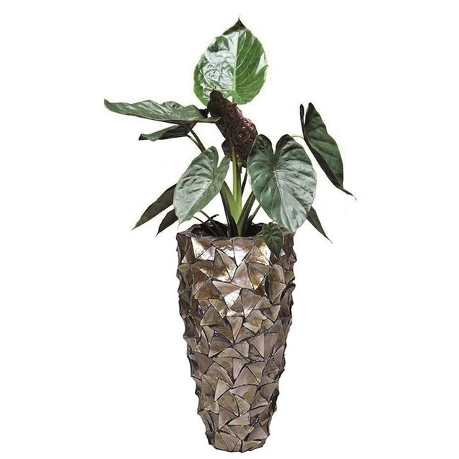 Alocasia in Schelpen Pot Exclusive