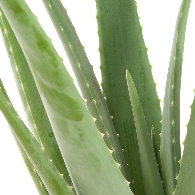 Aloe vera in Schelpen Pot Exclusive
