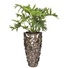 Philodendron in Schelpen Pot Exclusive